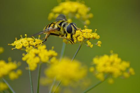 Hoverfly in Yellow