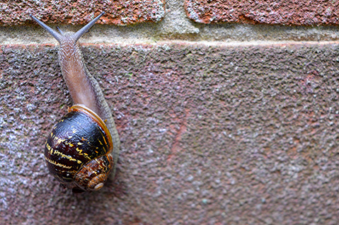 Snail on a Wall